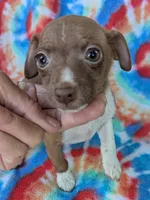 Bunny, a female Rat Terrier for sale in Gainesville, FL – Photo 4 of 6