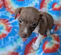 Bunny, a female Rat Terrier for sale in Gainesville, FL – Photo 1 of 6