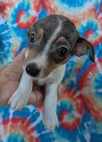 Bunny, a female Rat Terrier for sale in Gainesville, FL – Photo 5 of 6