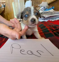 Pearl, a female Rat Terrier for sale in Gainesville, FL – Photo 1 of 6