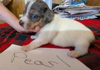 Pearl, a female Rat Terrier for sale in Gainesville, FL – Photo 5 of 6