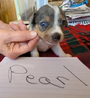 Pearl, a female Rat Terrier for sale in Gainesville, FL – Photo 2 of 6