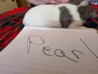 Pearl, a female Rat Terrier for sale in Gainesville, FL – Photo 4 of 6