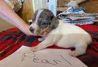 Pearl, a female Rat Terrier for sale in Gainesville, FL – Photo 6 of 6
