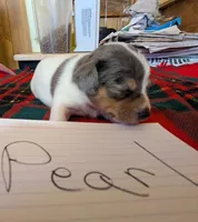 Pearl, a female Rat Terrier for sale in Gainesville, FL – Photo 3 of 6