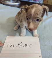 Tucker, a male Rat Terrier for sale in Gainesville, FL – Photo 1 of 3