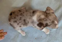 Tucker, a male Rat Terrier for sale in Gainesville, FL – Photo 3 of 3