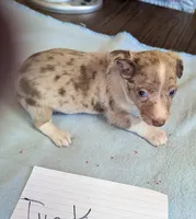 Tucker, a male Rat Terrier for sale in Gainesville, FL – Photo 2 of 3