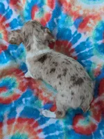 Tucker, a male Rat Terrier for sale in Gainesville, FL – Photo 1 of 2