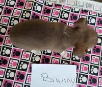 Bunny, a female Rat Terrier for sale in Gainesville, FL – Photo 2 of 2