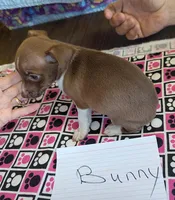 Bunny, a female Rat Terrier for sale in Gainesville, FL – Photo 1 of 2