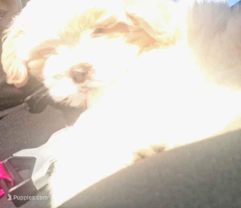 Miley – Shih Tzu puppy for sale in Florissant, MO