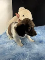 Bunker, a male Dachshund for sale in Poteet, TX – 6 of 8