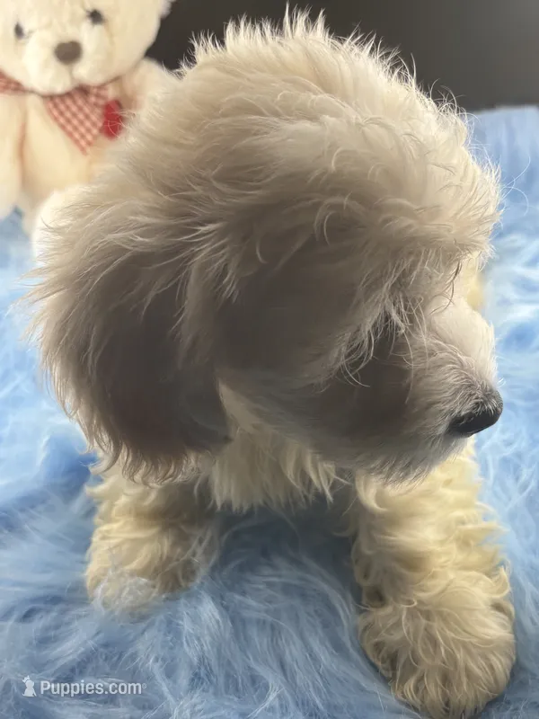 Arrow – Dachshund, Shih Tzu puppy for sale in Poteet, TX