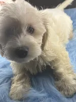 Arrow, a male Dachshund and Shih Tzu for sale in Poteet, TX – 3 of 5
