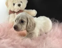 Poppie, a female Dachshund for sale in Poteet, TX – 2 of 7