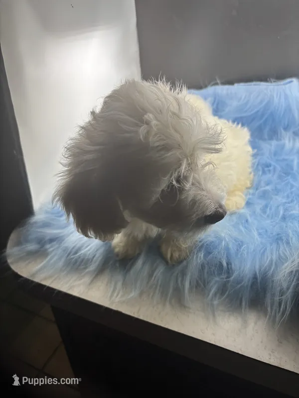 Cupid – Dachshund, Shih Tzu puppy for sale in Poteet, TX