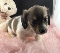 Star, a female Dachshund for sale in Poteet, TX – 5 of 6