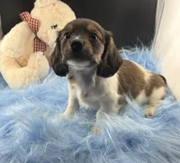 Bunker, a male Dachshund for sale in Poteet, TX – 4 of 8