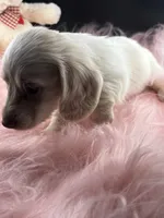 Poppie, a female Dachshund for sale in Poteet, TX – 4 of 7