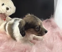 Star, a female Dachshund for sale in Poteet, TX – 3 of 6