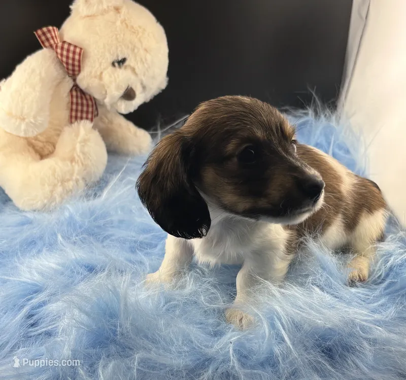 Bunker – Dachshund puppy for sale in Poteet, TX