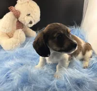 Bunker, a male Dachshund for sale in Poteet, TX – 1 of 8