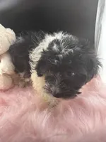 Heartly, a female Dachshund and Shih Tzu for sale in Poteet, TX – 4 of 5