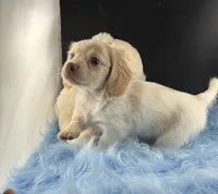 Snapple, a male Dachshund for sale in Poteet, TX – 2 of 8