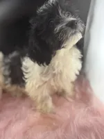 Heartly, a female Dachshund and Shih Tzu for sale in Poteet, TX – 2 of 5