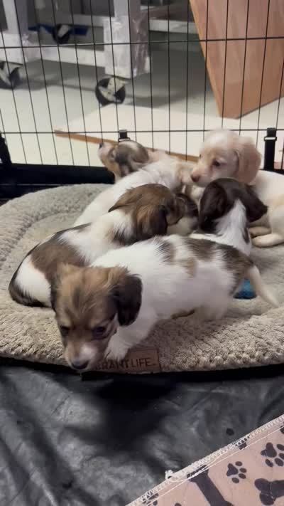 Choco, a male Dachshund for sale in Poteet, TX – 7 of 7