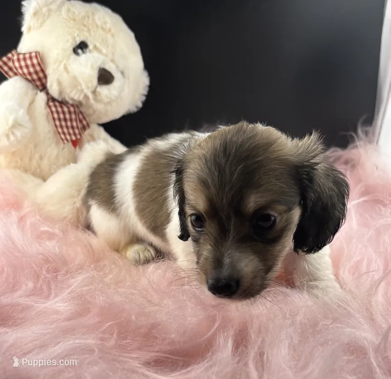 Star – Dachshund puppy for sale in Poteet, TX