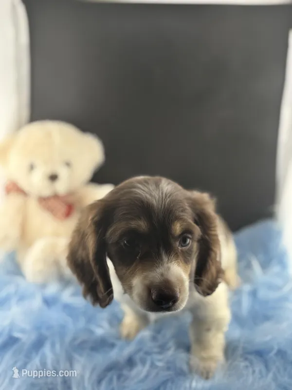 Manny, a male Miniature Dachshund for sale in Poteet, TX – Photo 1 of 4