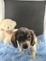 Manny, a male Miniature Dachshund for sale in Poteet, TX – Photo 1 of 4