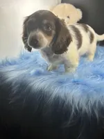 Manny, a male Miniature Dachshund for sale in Poteet, TX – Photo 4 of 4