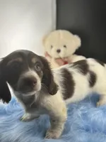 Manny, a male Miniature Dachshund for sale in Poteet, TX – Photo 3 of 4