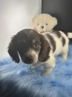 Manny, a male Miniature Dachshund for sale in Poteet, TX – Photo 2 of 4