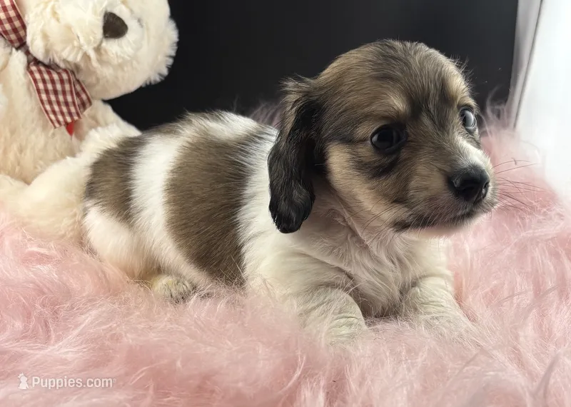 Star – Dachshund puppy for sale in Poteet, TX