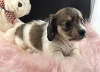 Star, a female Dachshund for sale in Poteet, TX – 1 of 6