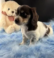 Choco, a male Dachshund for sale in Poteet, TX – 5 of 7