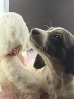 Scarlett, a female Miniature Dachshund for sale in Poteet, TX – Photo 3 of 4