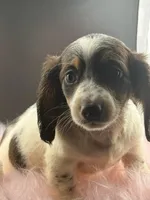 Scarlett, a female Miniature Dachshund for sale in Poteet, TX – Photo 1 of 4