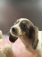 Scarlett, a female Miniature Dachshund for sale in Poteet, TX – Photo 2 of 4