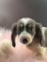 Scarlett, a female Miniature Dachshund for sale in Poteet, TX – Photo 4 of 4