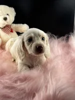 Poppie, a female Dachshund for sale in Poteet, TX – 5 of 7