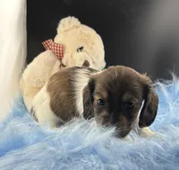 Bunker, a male Dachshund for sale in Poteet, TX – 3 of 8