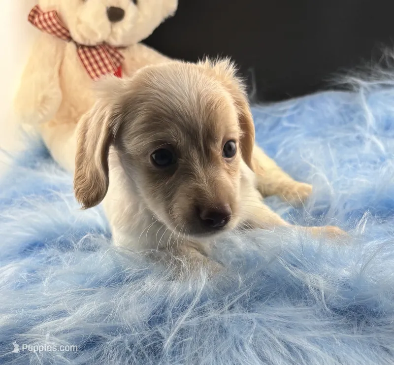 Snapple – Dachshund puppy for sale in Poteet, TX