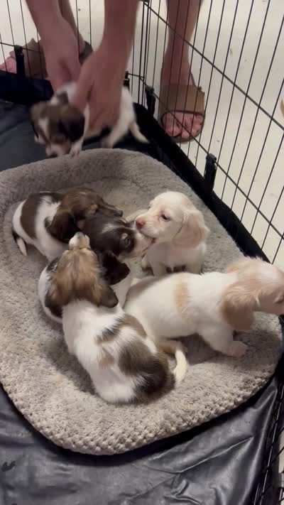 Choco, a male Dachshund for sale in Poteet, TX – 6 of 7