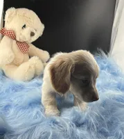 Snapple, a male Dachshund for sale in Poteet, TX – 7 of 8