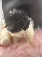 Heartly, a female Dachshund and Shih Tzu for sale in Poteet, TX – 1 of 5